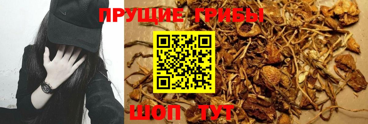 наркотики  Псилоцибиновые грибы MAGIC MUSHROOMS  Вход с VPN  Старая Русса 